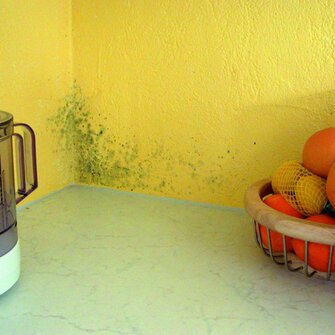 Schimmel in der Wohnung - entfernen mit ADLER SchimmelEX